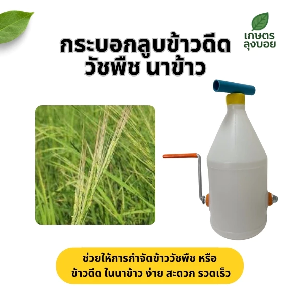 กระบอกลูบ ข้าวดีด วัชพืชในนาข้าว