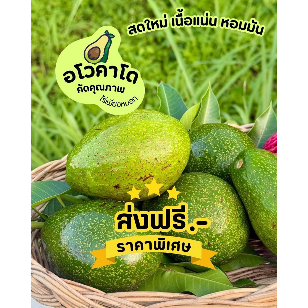 อะโวคาโด (กล่อง 1 กิโลกรัม) เก็บสดจากส่วนบนดอยอ่างขาง จ.เชียงใหม่ พันธ์บัคคาเนีย 034 พื้นเมือง บูส7