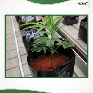 GoldenGreen Coco Coir ขุยมะพร้าวพรีเมี่ยม 100% ขนาด 35 ลิตร มีผลเทสแลปรับรอง สะอาด ไร้สารตกค้าง