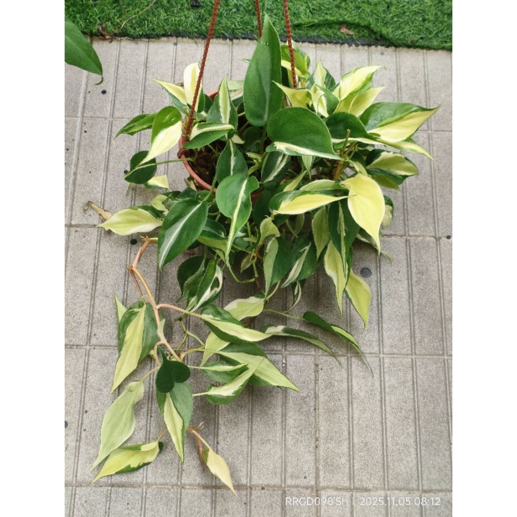 พลู​บราซิล​ด่าง​3​สี​กระถาง 3-5 นิ้วPhilodendron​ Hederaceum Cream​ Sphash