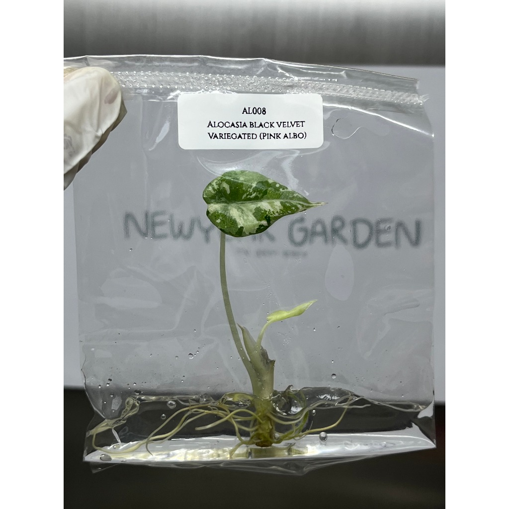 ไม้เนื้อเยื่อ: อโลคาเซียแบล็คเวลเวทชมพู: (AL008) Alocasia Black Velvet Pink-Albo Variegated Tissue Culture (1 plant/bag)