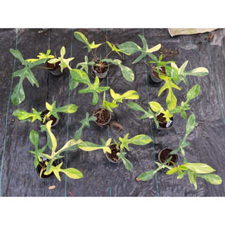 ✅ Florida Beauty กุ้งด่าง /กุ้งxมาโย | รากแข็งแรง | ส่งไว จ.…