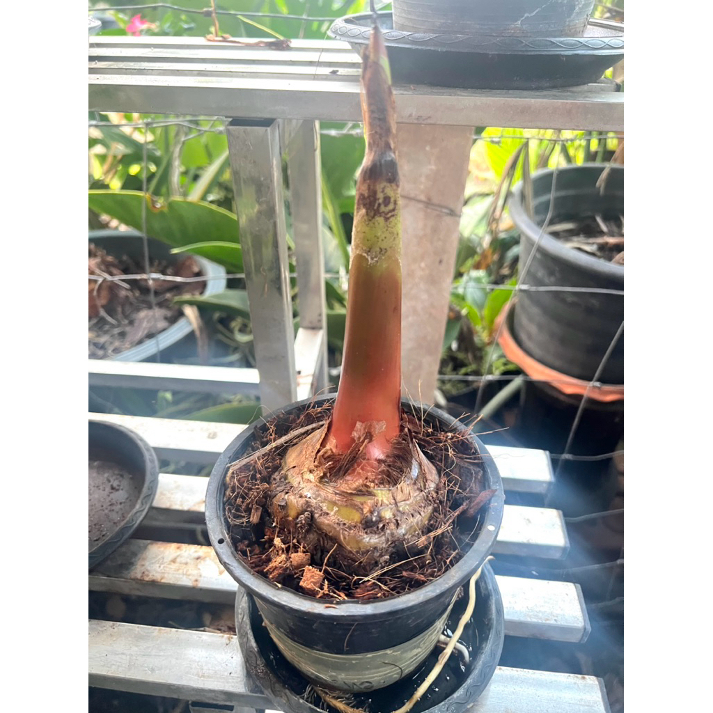 กล้วยงาช้างกล้วยแปลกผลใหญ่มาก-ชำรากเดินดีแล้ว