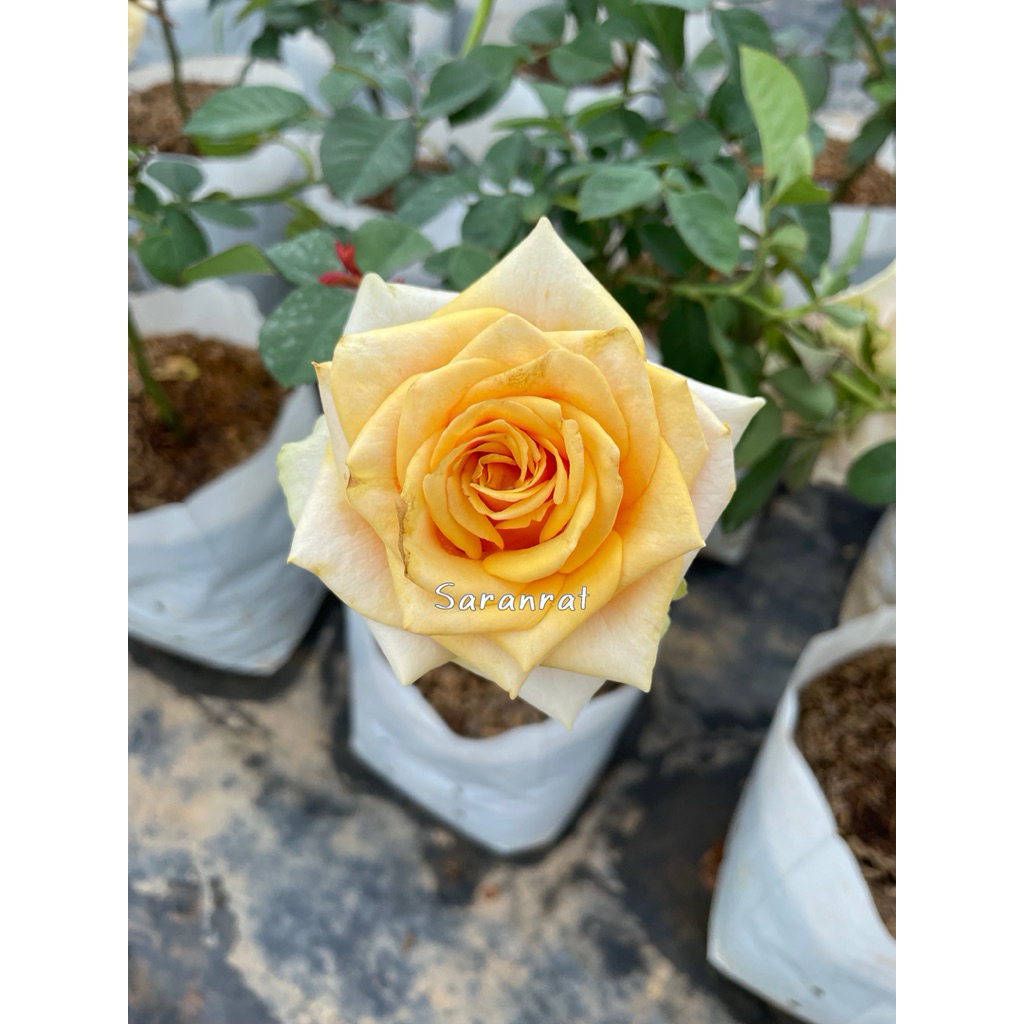 กุหลาบแคนตาลูป(cantalope rose) กุหลาบจีนตัดดอก ดอกใหญ่ สีแคนตาลูป มีกลิ่นหอม