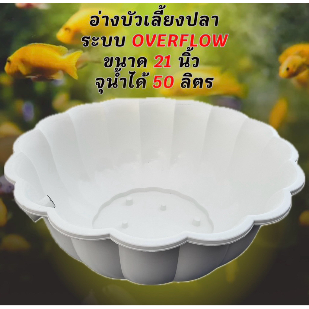อ่างบัวเลี้ยงปลา สีขาวท่อสีขาว ขนาด 21 นิ้ว ระบบoverflow จุน้ำได้ 50 ลิตร อ่างเลี้ยงปลา อ่างปลา อ่าง
