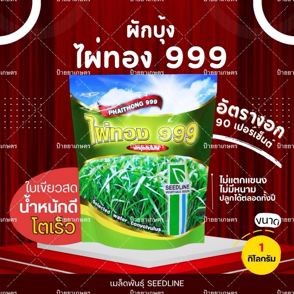เมล็ดผักบุ้งจีน ไผ่ทอง 999 ใบเรียวแหลม โตไว เก็บเกี่ยว20 วัน ผลผลิตสูง (ขนาด1กิโลกรัม) ตราซีดไลน์