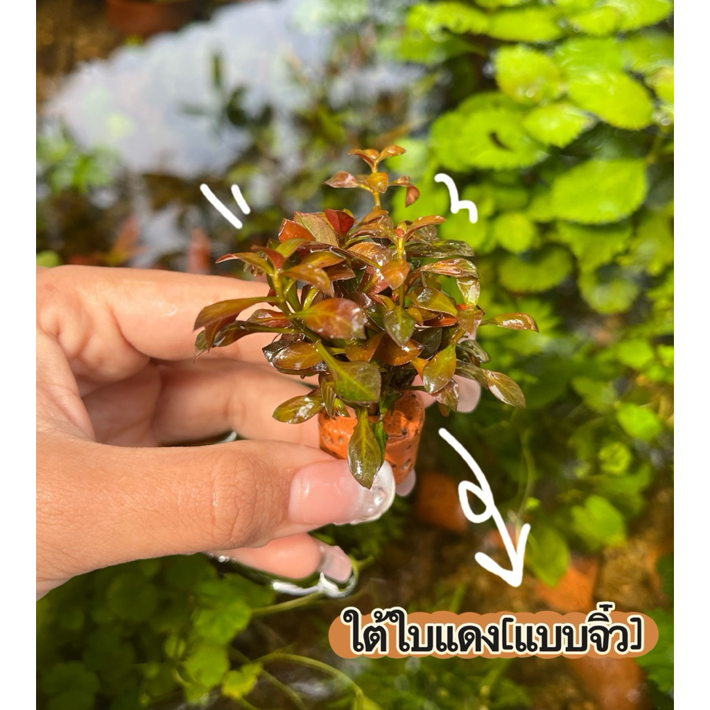 ใต้ใบแดง(แบบจิ๋ว)สีแดงสวยน่ารัก