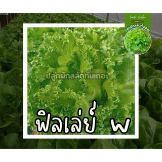 เมล็ดสลัด ยอดนิยม 300 เมล็ด คัดเกรด AAA+ ส่วนลด ราคาถูกลง อัตราการงอกดีเยี่ยม คัดมือ100%