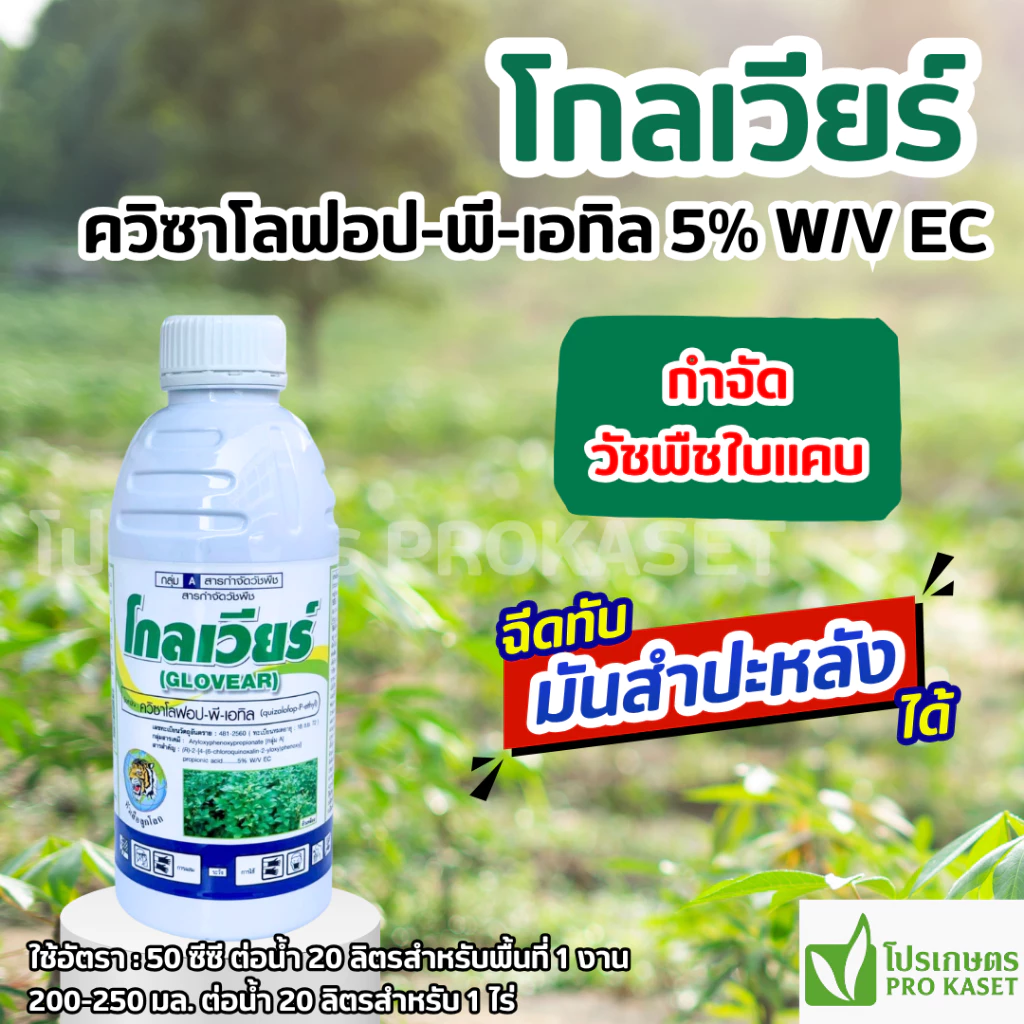 โกลเวียร์ 1 ลิตร (ควิซาโลฟอป-พี-เอทิล) ตราหัวเสือลูกโลก สารกำจัดวัชพืชใบแคบทุกชนิด พ่นทับมันสำปะหลัง ถั่วเหลือง พืชใบกว้