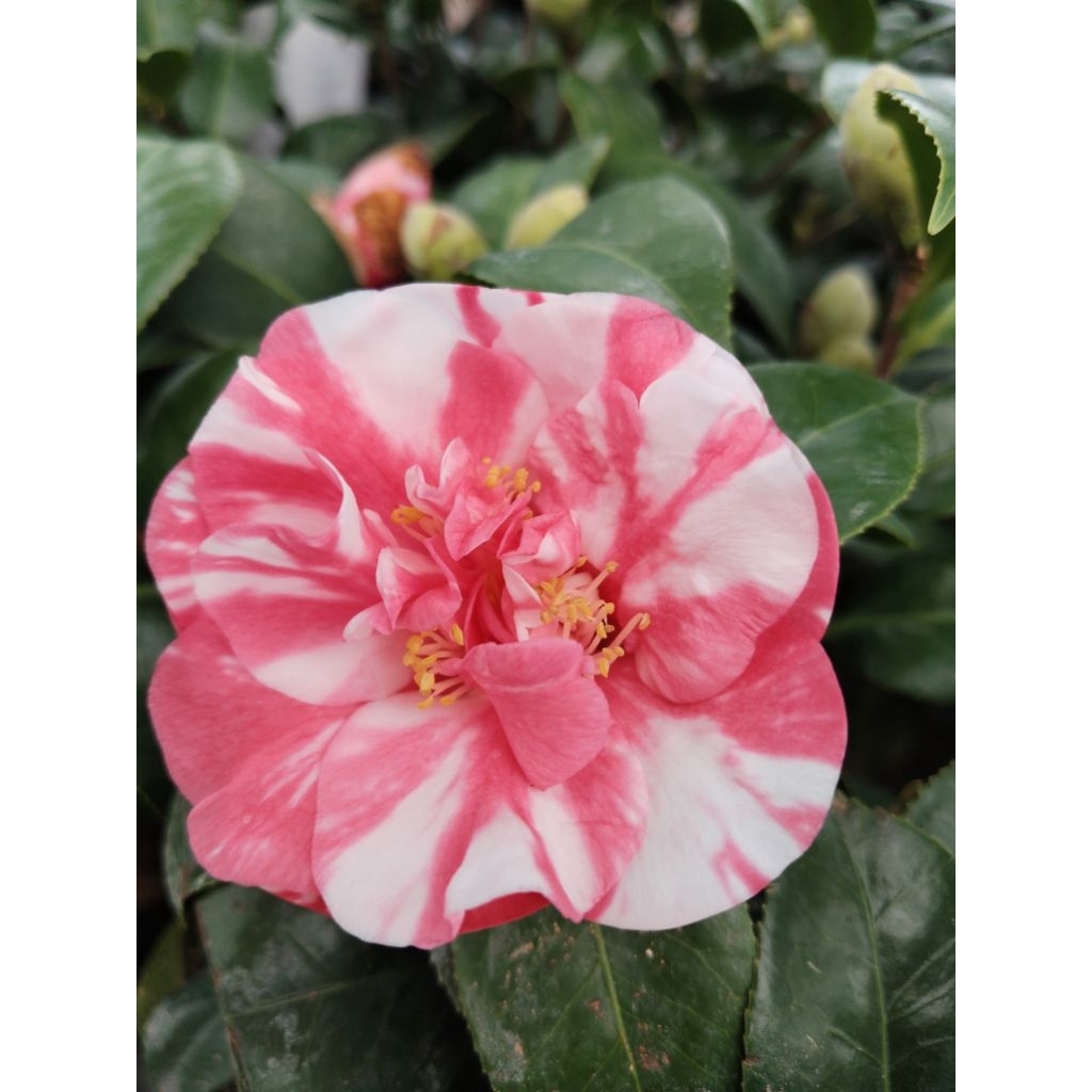 ต้นคามิเลีย (Camellia)   สายพันธุ์นี้สามารถปลูกและออกดอกได้ในประเทศไทย