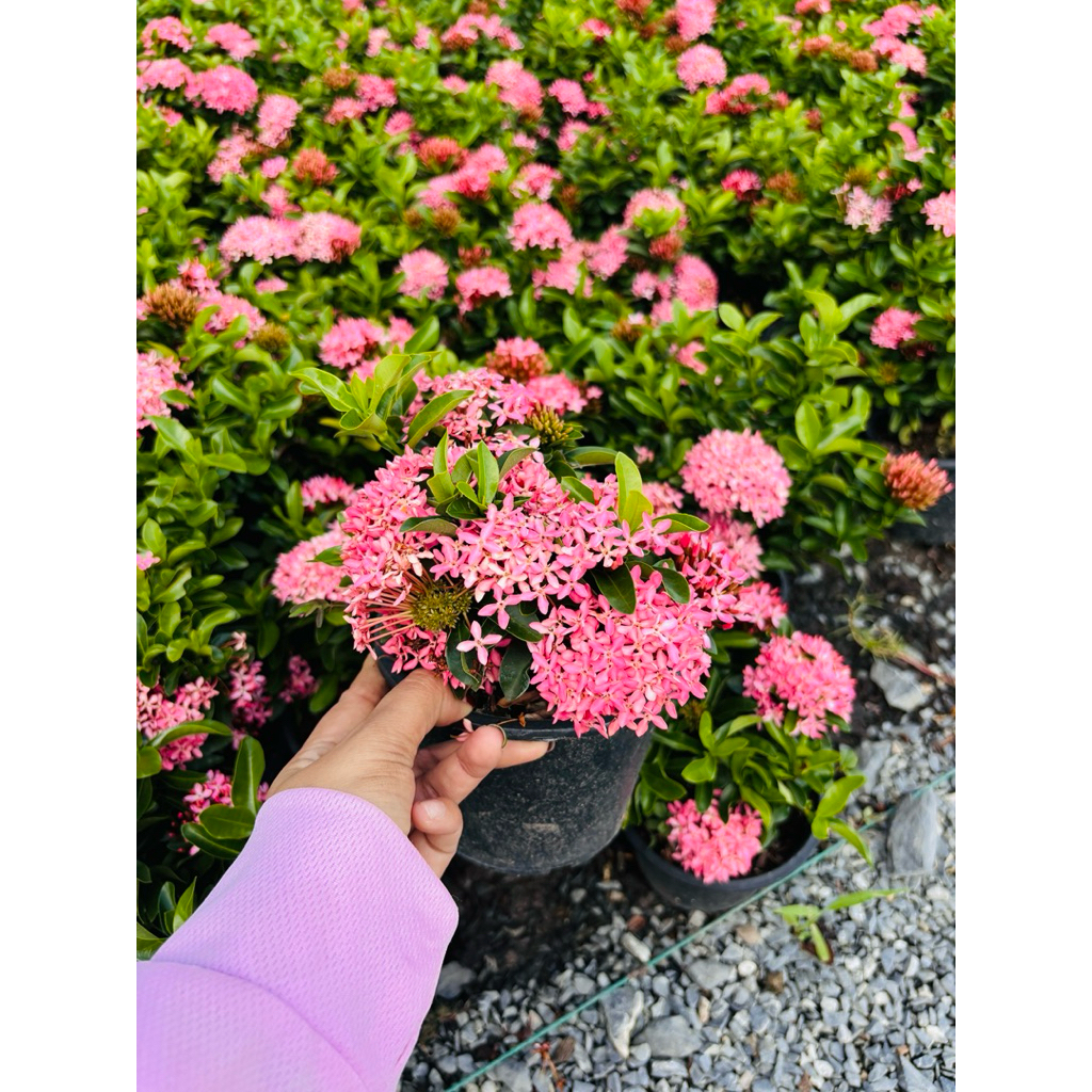 ต้นเข็ม 5-6นิ้ว ต้นดอกเข็มแคระ(Dwarf  Ixora) ซึ่งเป็นไม้พุ่มประดับที่ได้รับความนิยม