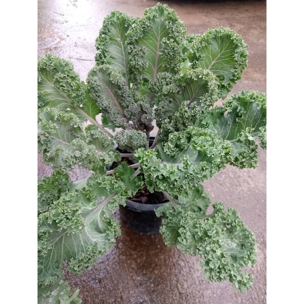 Organic Curly Kale Yokohama ต้นเคลใบหยิก สายพันธุ์โยโกฮาม่า ราชินีผักใบ ผักปลอดสารพิษ ลำต้นแข็งแรง ในกระถาง8นิ้ว