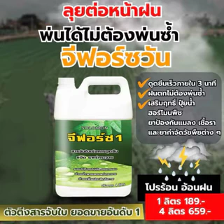 จีฟอร์ซวัน (แกลอน4ลิตร) สารจับใบ เร่งการดูดซึม จับใบ ไม่มีแอลกอฮอล์ ไม่ทำร้ายใบพืช