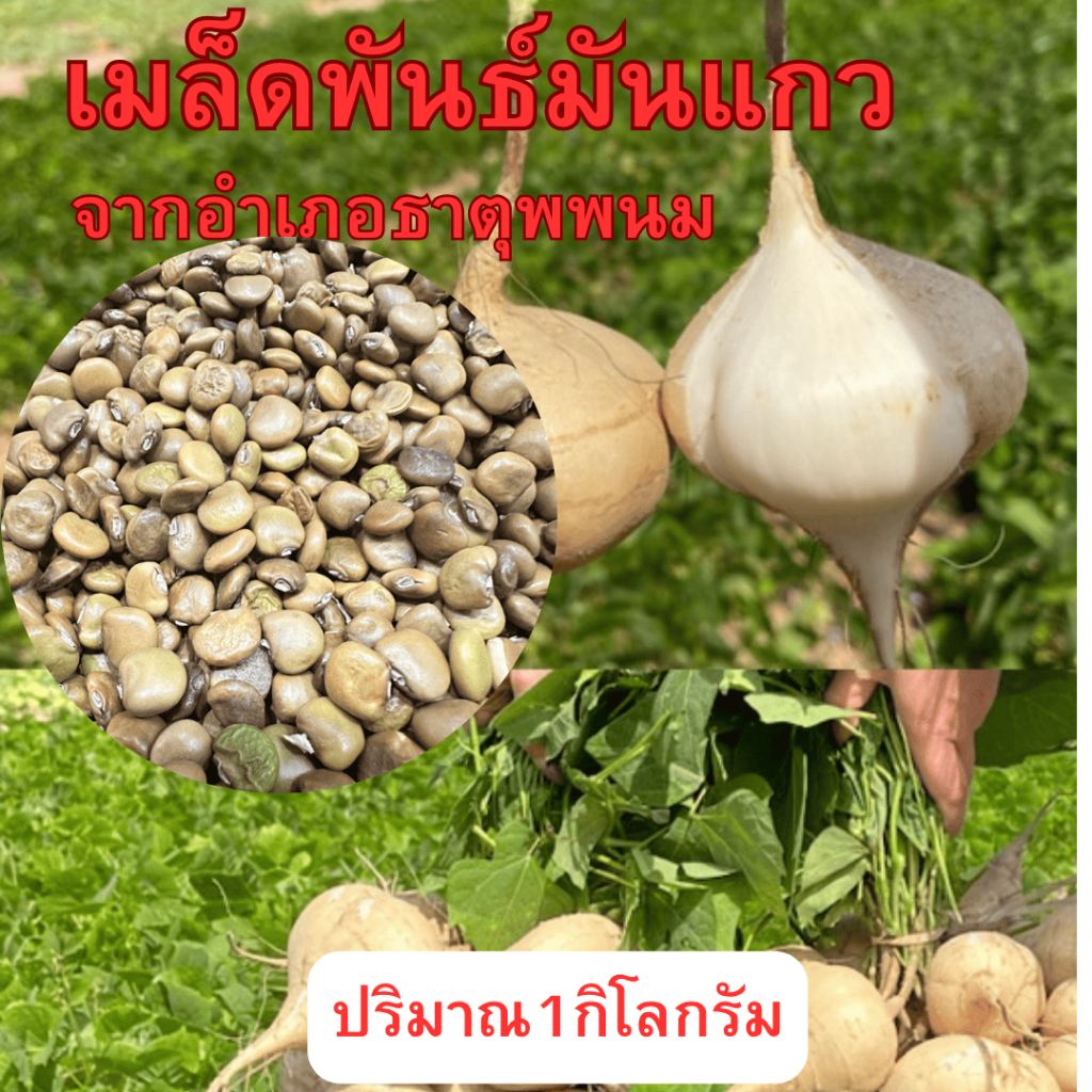 เมล็ดพันธุ์มันแกว มันเภา 1กิโลกรัม อำเภอธาตุพนม