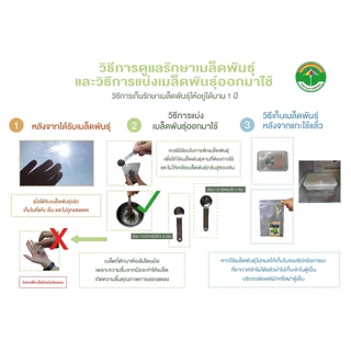 เมล็ดพันธุ์ผักสลัด บัตเตอร์เฮดแดง พันธุ์แพนโดล่า ( ขนาด 0.25 กรัม ) ( เมล็ดเปลือย ) รหัสสินค้า 3015
