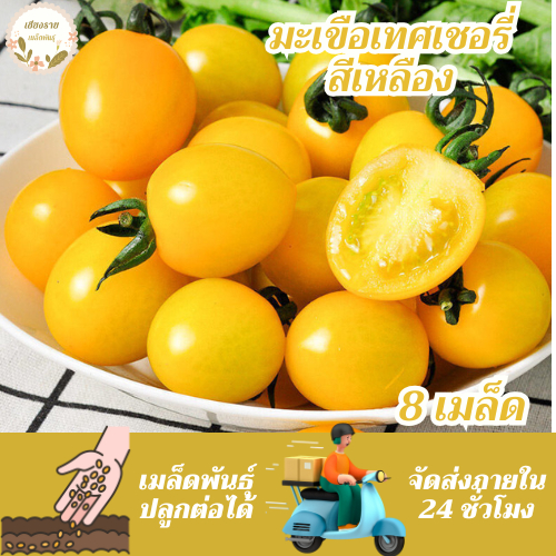 เมล็ดพันธุ์ มะเขือเทศเชอรี่ สีเหลือง 50 เมล็ด Yellow Cherry Tomato Seed เมล็ดพันธุ์แท้ นำเข้าจากต่างประเทศ โตไว ปลูกง่าย