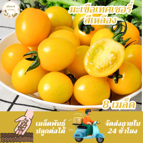 เมล็ดพันธุ์ มะเขือเทศเชอรี่ สีเหลือง 50 เมล็ด Yellow Cherry Tomato Seed เมล็ดพันธุ์แท้ นำเข้าจากต่างประเทศ โตไว ปลูกง่าย