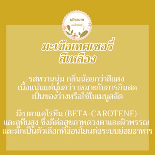 เมล็ดพันธุ์ มะเขือเทศเชอรี่ สีเหลือง 50 เมล็ด Yellow Cherry Tomato Seed เมล็ดพันธุ์แท้ นำเข้าจากต่างประเทศ โตไว ปลูกง่าย