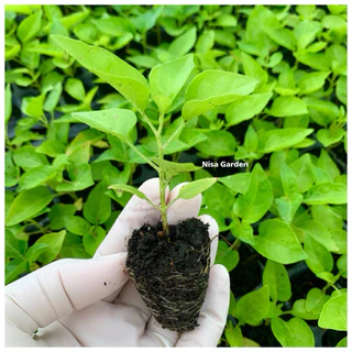Nisa Garden ต้นกล้าพริกขี้หนูสวน แข็งแรง โตเร็ว 🔥ซื้อ 10 แถมฟรี 2 🔥