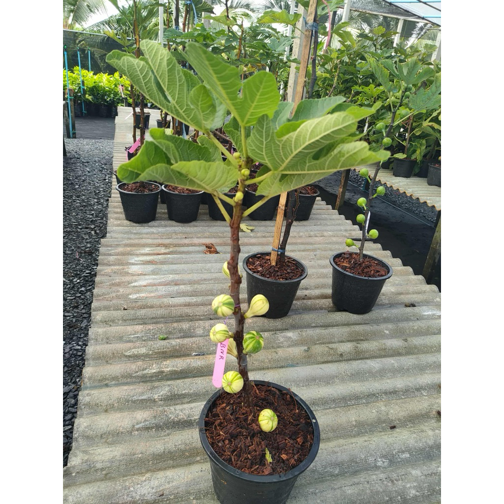 มะเดื่อฝรั่ง BNRสายพันธุ์อันดับต้นของโลกสีผลเป็นสีรุ้งใกล้สุกและเปลี่ยนเป็นสีดำม่วงเมื่อสุกเต็มที่เน