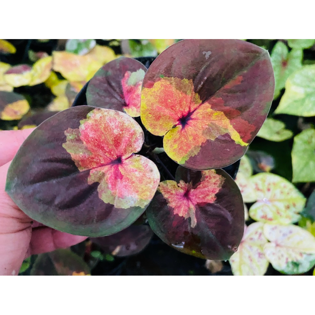 ทองอรรถชาติ บอนสีแรร์ไอเทม ต้นโตกัดสีสวยมาก ต้นแข็งแรง รากเดินดี ทักแชทเพิ่มเติมได้ค่ะ