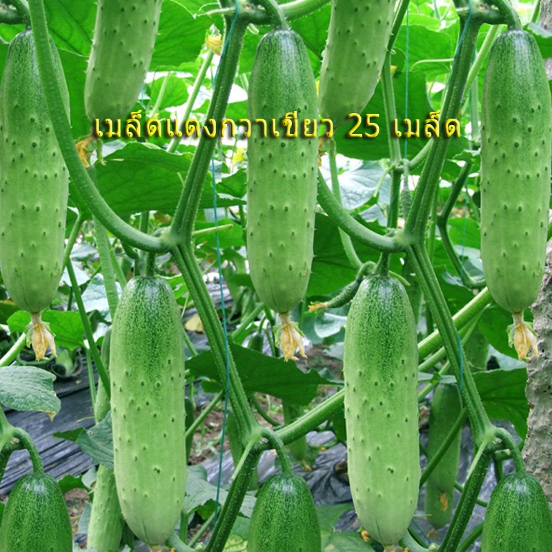 เมล็ดพันธุ์ แตงกวา เทนเดอร์กรีน Tender Green Cucumber Seed 50 เมล็ด ของแท้ เมล็ดพันธุ์พืช ผักสวนครัว เมล็ดพันธุ์ผัก
