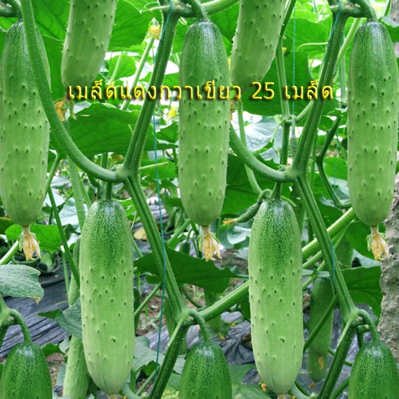 เมล็ดพันธุ์ แตงกวา เทนเดอร์กรีน Tender Green Cucumber Seed 50 เมล็ด ของแท้ เมล็ดพันธุ์พืช ผักสวนครัว เมล็ดพันธุ์ผัก