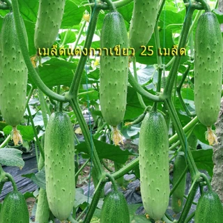 เมล็ดพันธุ์ แตงกวา เทนเดอร์กรีน Tender Green Cucumber Seed 50 เมล็ด ของแท้ เมล็ดพันธุ์พืช ผักสวนครัว เมล็ดพันธุ์ผัก