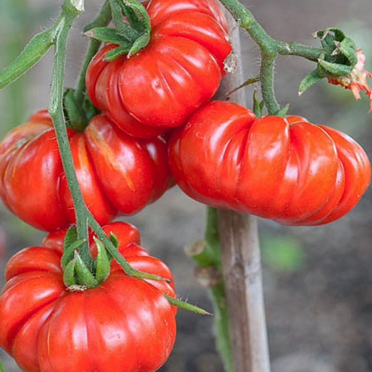เมล็ดพันธุ์ มะเขือเทศ คอสโตลูโต ( Pearl Tomato Seeds) บรรจุ 200 เมล็ด คุณภาพดี - รูปที่ 3