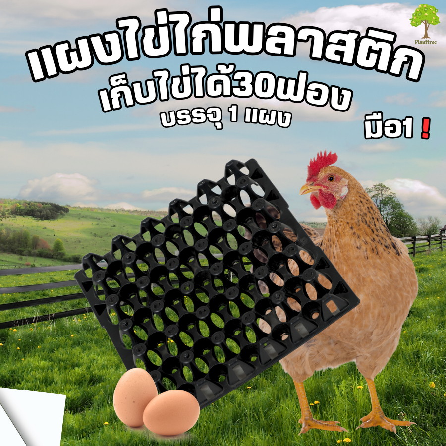 ถาดไข่พลาสติก ไข่ไก่,เป็ด เบอร์ใหญ่ 0-3  บรรจุ1แผง  มือ1  ขนาด 30x30x5 ซม.