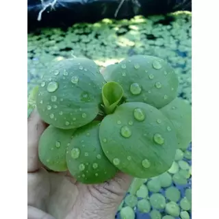 จอกเขียวญี่ปุ่น พืชน้ำตกแต่งอ่างปลาตู้ปลาสวยงาม เป็นที่หลบพักของสัตว์น้ำนาๆชนิดบำบัดน้ำให้ใส