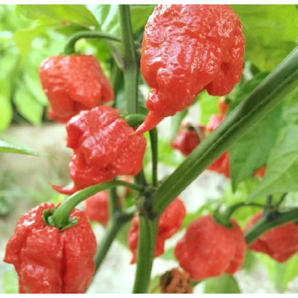 เมล็ดพันธุ์พริกแคโรไลนา รีปเปอร์ (Carolina Reaper) 100 เมล็ด/แพ็ค | เมล็ดพันธุ์พริก