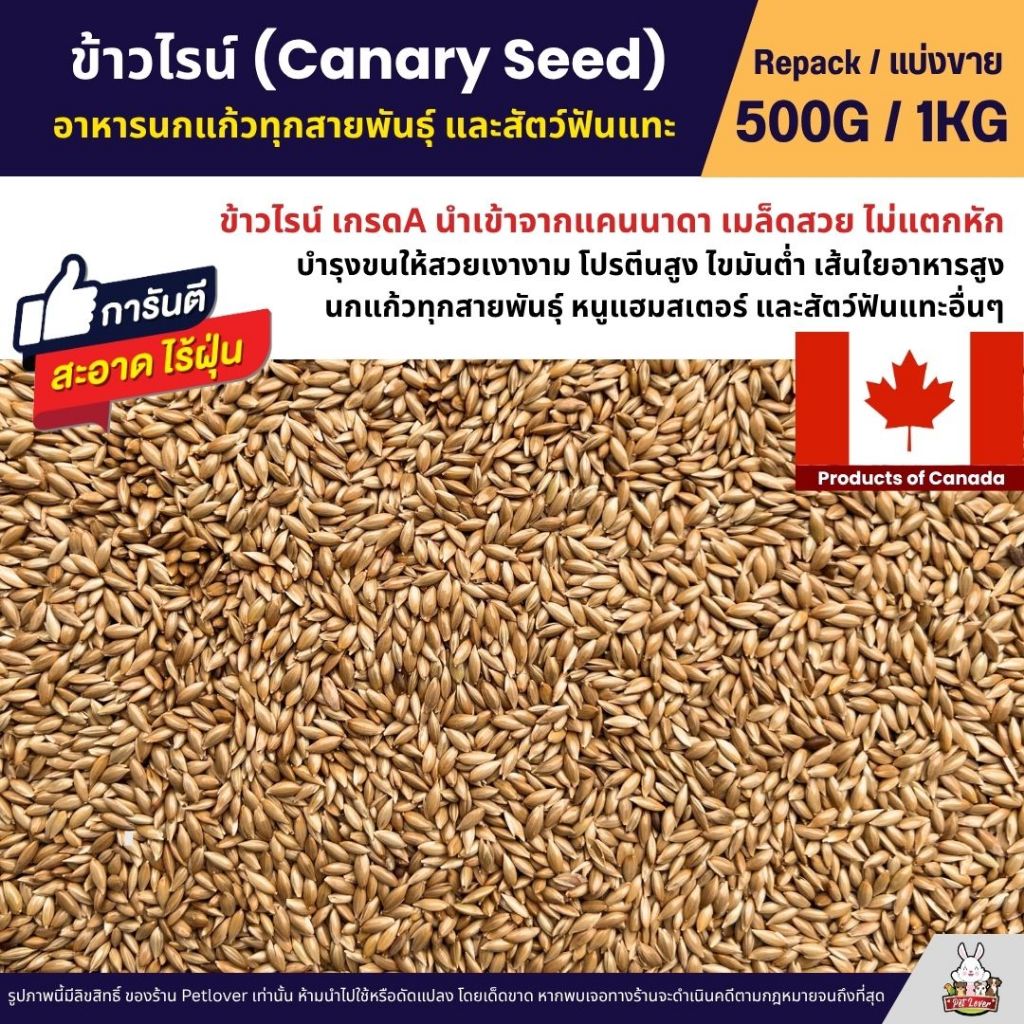 ข้าวไรย์ Canary Seed อาหารนกแก้ว และสัตว์พันแทะ ข้าวไรน์บำรุงให้ขนสวย มันเงา (แบ่งขาย 500G / 1KG)