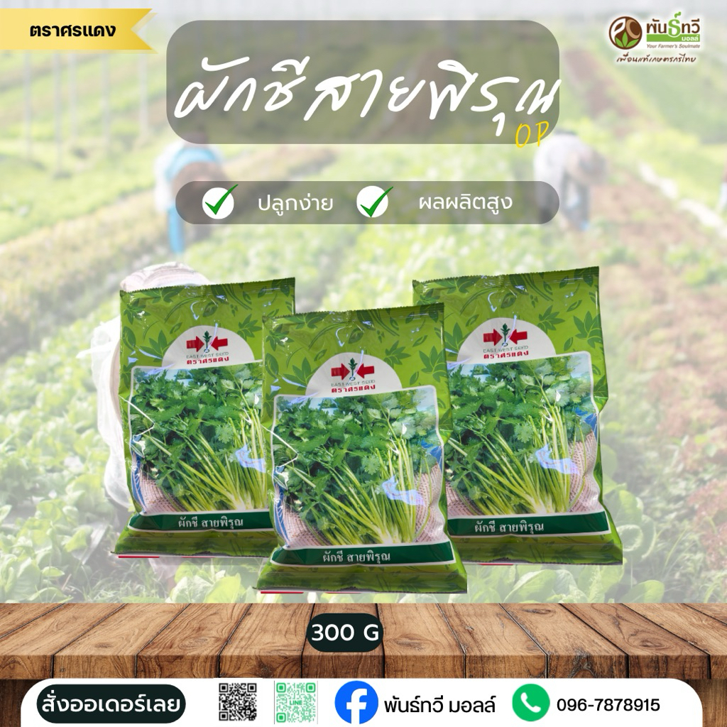 ผักชีสายพิรุณ OP ศรแดง 300 G