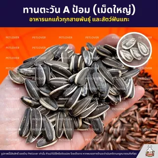 ทานตะวัน Aป้อม เม็ดใหญ่ เกรดA อาหารนกแก้ว และสัตว์ฟันแทะ สะอาด ร่อนฝุ่น (แบ่งขาย 500G / 1KG)