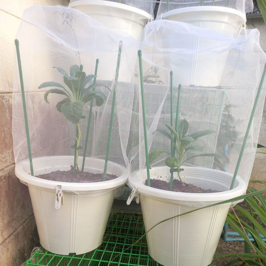 มุ้งคลุมกระถางกลมขนาด 12 นิ้ว 1ชุด (2 หลัง) ป้องกันศัตรูพืช