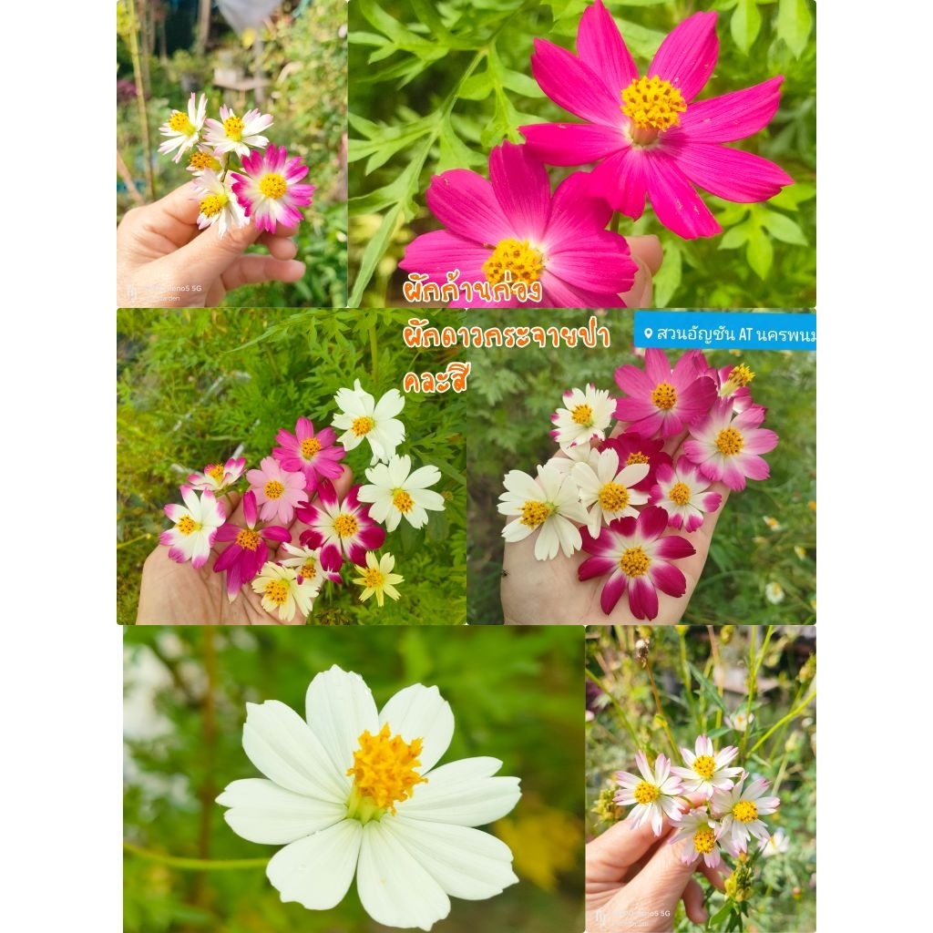 เมล็ดผักก้านก่อง ดาวกระจายป่า 6-7สี ผักดอกเงิน