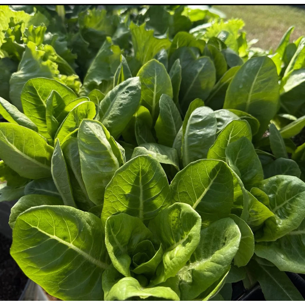 🌱🌱เมล็ดพันธุ์สลัดกรีนคอส🌱🌱 100 เมล็ด ซื้อ 5เเถม1 คละได้ท้้งร้าน