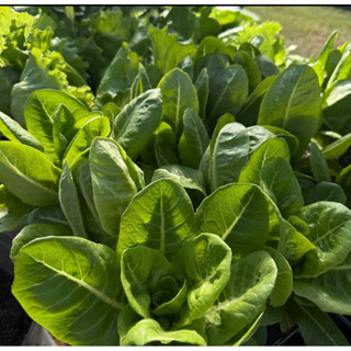 🌱🌱เมล็ดพันธุ์สลัดกรีนคอส🌱🌱  100 เมล็ด10 เเถม2คละได้