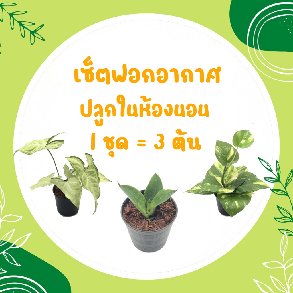 💥 โปร 2.2💥 เซ็ตฟอกอากาศ ปลูกในห้องนอน (1 ชุด = 3 ต้น) พลูด่าง ลิ้นมังกร เงินไหลมา ต้นไม้มงคล ต้นไม้ฟอกอากาศ สดชื่