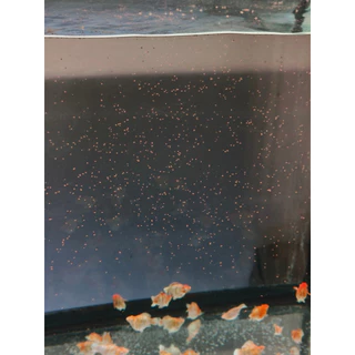 โปรโมชั่น เปิดตัว CZ Micro pellet 500 g