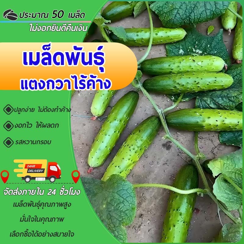 50 เมล็ดเมล็ดพันธุ์แตงกวาไร้ค้าง ปลูกง่าย แตงกวาไร้ค้าง ไม่ต้องทำค้าง งอกไว ให้ผลดก รสกรอบหวาน