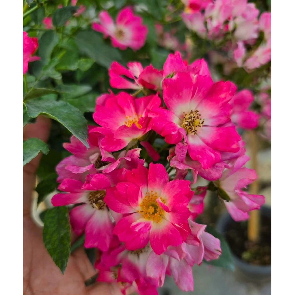 Pink Drip(พิ้งค์ ดริป) ทรีโรส Coral Drift Rose ไม้ พุ่มเตี้ยคลุมดิน ฝรั่งเศส  เลี้ยงง่าย ให้ดอกเป็นพวง สีสันสดใส