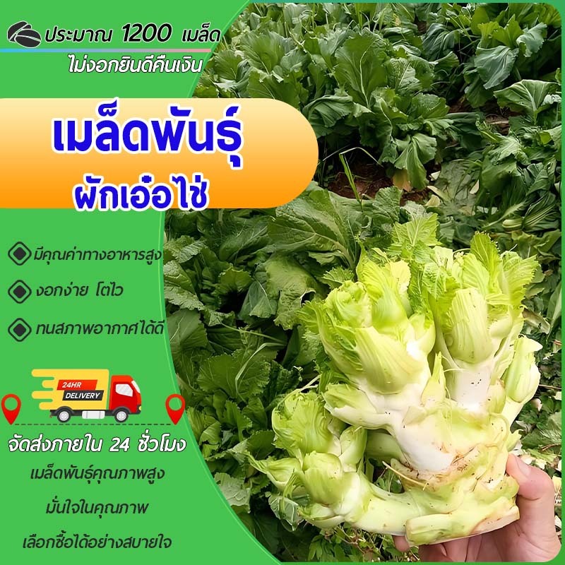 1200 เมล็ด เมล็ดพันธุ์ผักเอ๋อไช่ (ผักเสฉวน) เนื้อกรอบ หวานอร่อย ปลูกง่าย เหมาะกับอากาศเมืองไทย