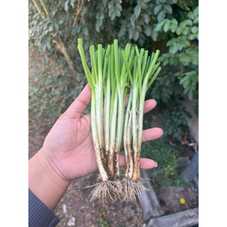 หอมบั่วเลย  พันธุ์หอมบั่วเลย (ต้นพร้อมปลูก) ชั่งส่งแบบตัดใบ