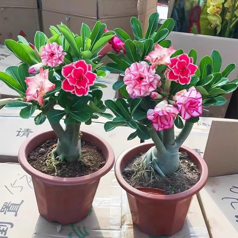 100 เมล็ด เมล็ดพันธุ์ ชวนชม กุหลาบทะเลทราย คละสี Adenium Double Petal Seeds