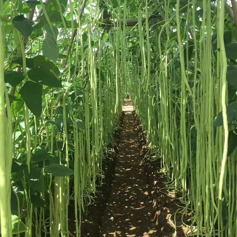 มล็ดพันธุ์ ถั่วพุ่ม ( F1 Pole Sitao Seeds) 20 เมล็ด ปลูกง่าย ปลูกได้ทั่วไทย ปลูกง่าย อัตราการงอกสูง