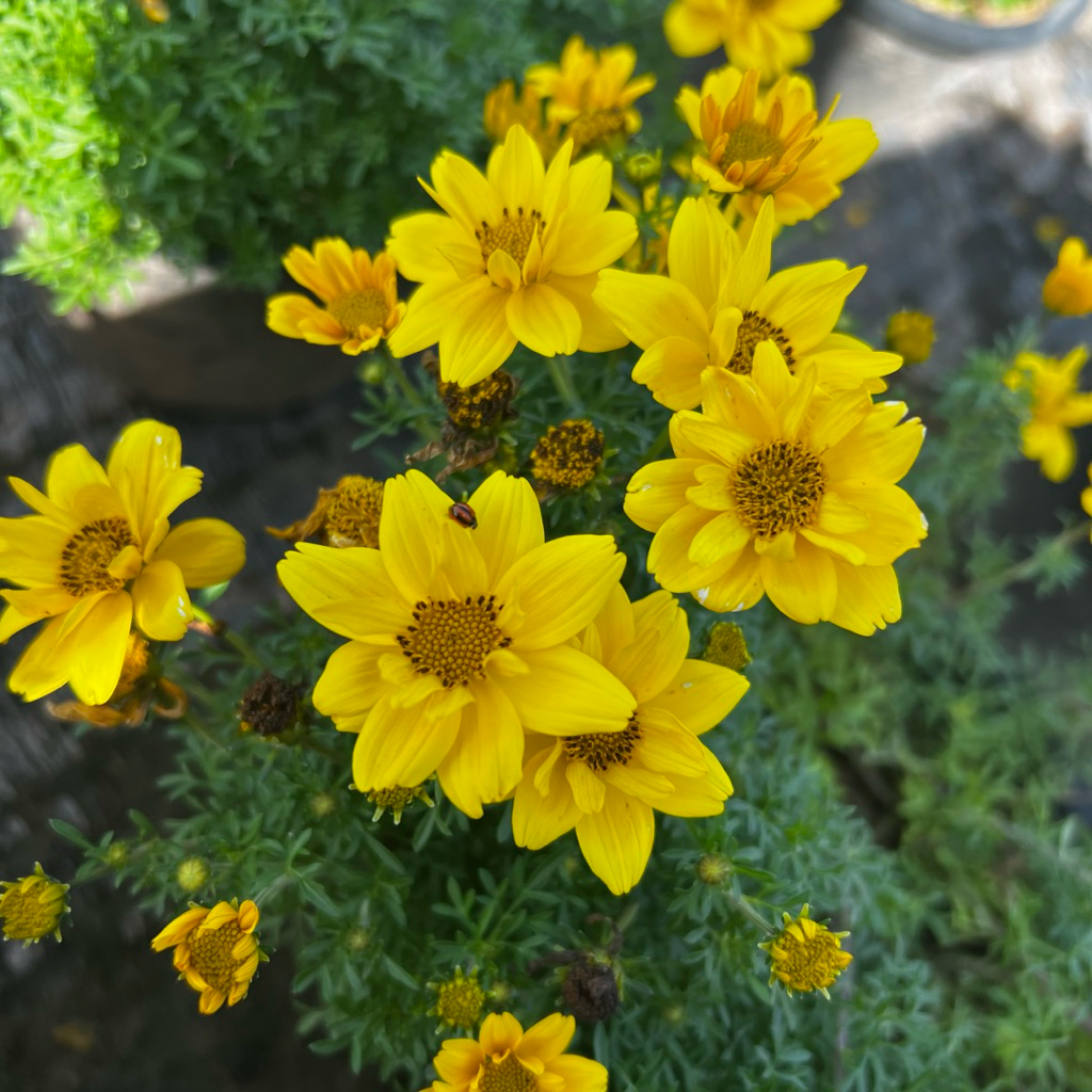 ต้นไบเด้นส์ซันดรอป (Bidens Sundrop) ดอกไม้กินได้ ขนาด 8 นิ้ว