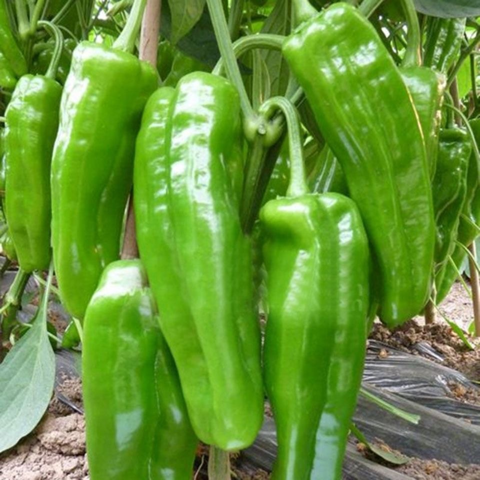 100เมล็ด เมล็ดพันธุ์ พริกหวาน Giant Bell Pepper Seed Vegetable Seeds เมล็ดพันธุ์ผัก เมล็ดผัก เมล็ดพืช ผักสวนครัว ปลูกผัก - รูปที่ 6
