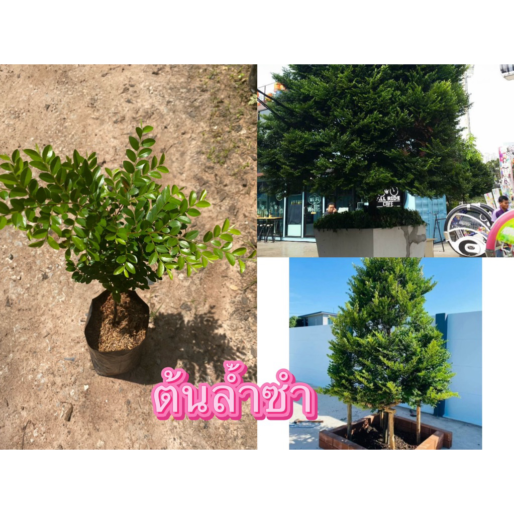 ต้นล้ำซำ ต้นละ 100 บาท พร้อมส่ง